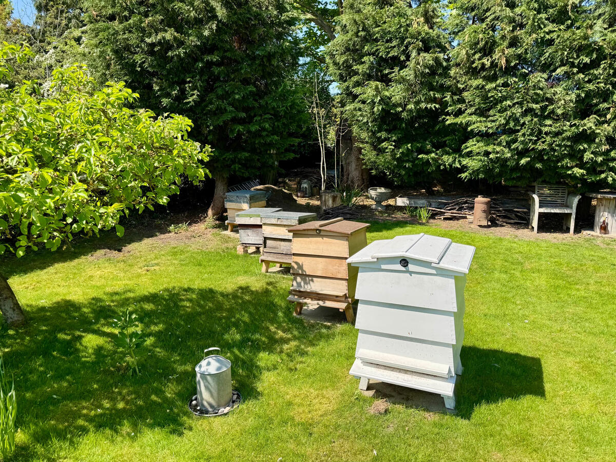 Hives on lawn
