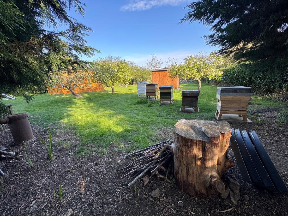 Apiary + tree stump