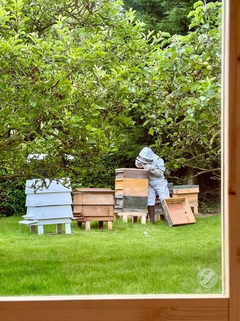 Beekeeper at hives